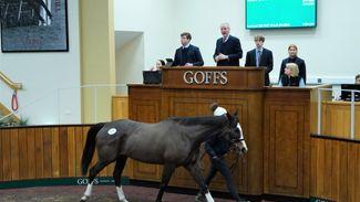 All eyes on Doncaster as Goffs UK January Sale gets the 2024 circuit up and running