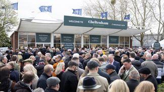 'It was our quietest Cheltenham ever' - Irish travel agent says interest in the festival just wasn't there this year