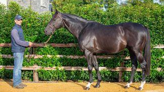 Capital Stud in clover as talking horse Mister Policeman promotes its new stallion