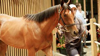 Bond Thoroughbreds fillies bought for €1m-plus at Arqana to be trained by Paddy Twomey
