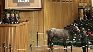 International racing prospects see Book 4 of November Sale end on strong note
