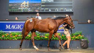 'You have to spend it' - A$1.8 million Exceed And Excel colt tops Magic Millions