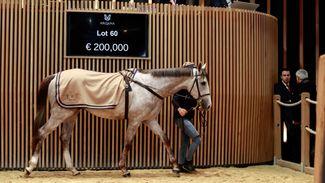 'It’s a magnificent family' - €200,000 Le Kerry tops opening day at Arqana's February Sale