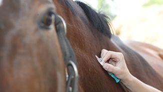New equine flu vaccine could take years to develop