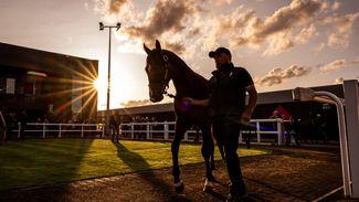 Diverse catalogue released for the Goffs October Sale at Doncaster