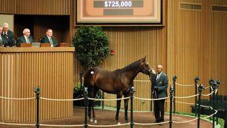 'He was a fantastic individual and looked the part' - $725,000 colt tops session