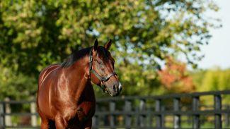 'The years to come are going to be great' - the €7,000 stallion who rose to rival Frankel