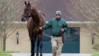 Flightline was just a fascinating horse to follow - whatever hat you're wearing