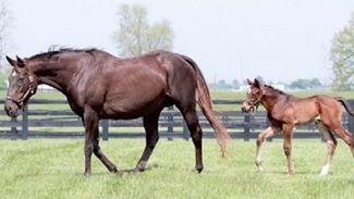 Broodmare of the Year and dam of two Breeders' Cup-winning sisters dies aged 27