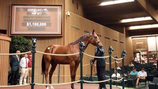 $1.1 million Curlin colt leads the way in fourth Keeneland September Yearling Sale session