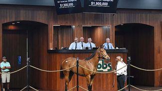 OBS Spring Sale picks up steam as $1.9 million Tiz The Law filly leads the action