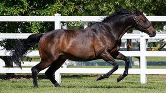 'He just suits the market' - Tosen chosen for global Stardom by Zenith Stallions