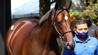 $1.25m American Pharoah colt underpins second half of Fasig-Tipton yearling sale