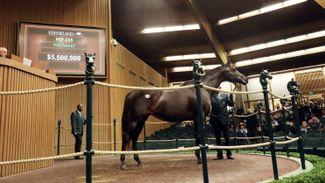 Midnight Bisou tops first day of November Breeding Stock Sale at $5.5 million