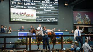 'We're delighted to have her' - Coolmore's Tom Magnier goes to A$3 million to secure Piping Hot at Magic Millions