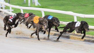 Greyhound board cancels Tuesday racing following PM's nationwide address