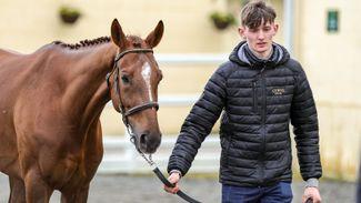 'It's good to support it and buy a nice horse' - Mullins and co give thumbs up to return of thoroughbred sales at Goresbridge