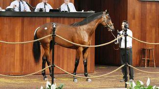 $550,000 colt by 'on fire' Nyquist heads OBS Spring Sale trade