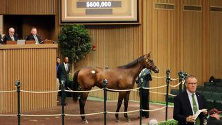 'He's the best young Candy Ride I've seen' - $600,000 colt heads Keeneland sale