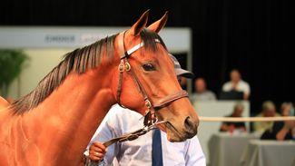 Clair De Lune calls the tune for new buyers at bustling Cape Premier Yearling Sale