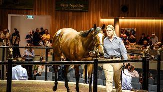 Campbell’s A$925,000 Snitzel filly comes up trumps at Inglis’ main Victorian sale