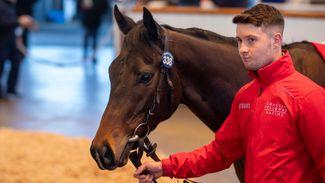 ‘We were bang on the money’ - classy Clearpoint brings 75,000gns as home team stems international tide at Tattersalls