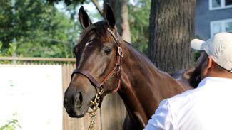 Warrendale hoping history repeats itself at Saratoga with Curlin half-sister