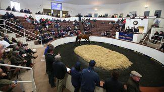All eyes on Tattersalls Ireland as Derby Sale takes centre stage