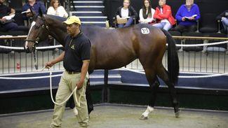 Bjorn Nielsen and Form Bloodstock among buyers on day two
