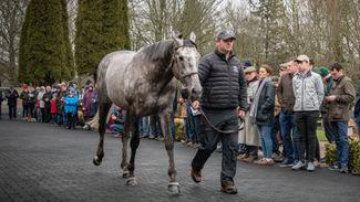 Watch as Phoenix Of Spain settles into his new role at the Irish National Stud