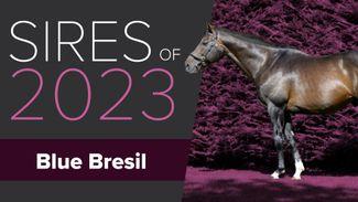 Constitution Hill's sire Blue Bresil has proven himself to be no one-trick-pony