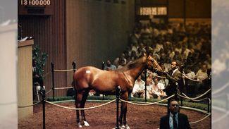 Who are the most expensive yearlings sold at public auction around the world?