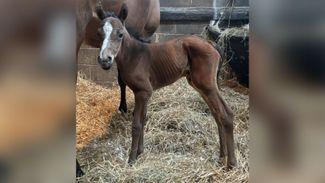 Dual Champion Hurdle heroine Honeysuckle produces filly foal by Walk In The Park