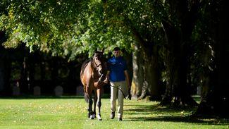 No more living off Dubawi and Shamardal as Darley's superstar squad of younger sires comes good
