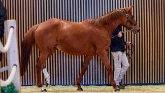 Grassick makes her mark as vibrant February Sale draws to a close
