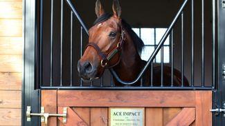The Sun King in his new court: European champion Ace Impact receives a hero's welcome as he arrives to start stud career