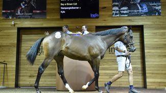 'We found one here' - A$560,000 Starspangledbanner colt heads day two of Inglis Premier Sale