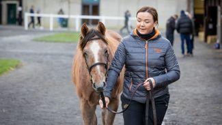 'Everyone you wanted to see come to the door did' - Havana Grey to the fore as Goffs' sales season kicks off