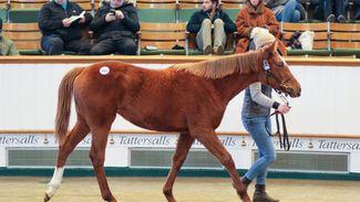Talent spotting at Tattersalls as Classic winner's daughter makes 575,000gns