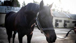 'A real favourite' - death of Group 1 winner and leading National Hunt sire Kalanisi at 27