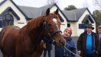 The Irish Stallion Trail: which stallions to watch out for and why