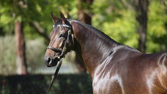 Lloyd Webber backing Too Darn Hot down under with A$1 million splash on filly