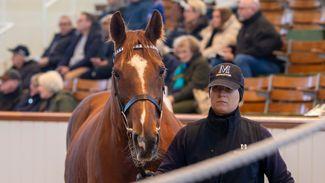 ‘That was definitely our last bid’ - Taghrooda’s sister heading to historic new home after 200,000gns transaction