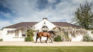 Father-and-son duo Sea The Stars and Harzand at Gilltown Stud