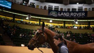 Relief for traders as two-day Land Rover Sale gets under way