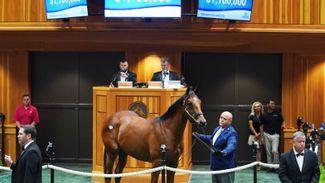 'He's a spectacular colt' - Amo Racing goes to $1.1 million for Quality Road yearling at Fasig-Tipton Saratoga Sale