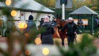 Yearlings bought for combined €2m by Richard Knight to be resold online