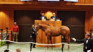 'A special horse' - Magnier swoops for $1.1 million Justify colt at Saratoga