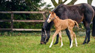 'I'm astonished at how much this first foal is like the Strad' - National Stud reports a significant arrival!