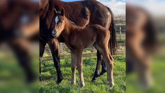 'I'm delighted with this colt' - first foals on the ground for Lope Y Fernandez
